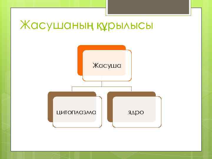 Жасушаның құрылысы Жасуша цитоплазма ядро 