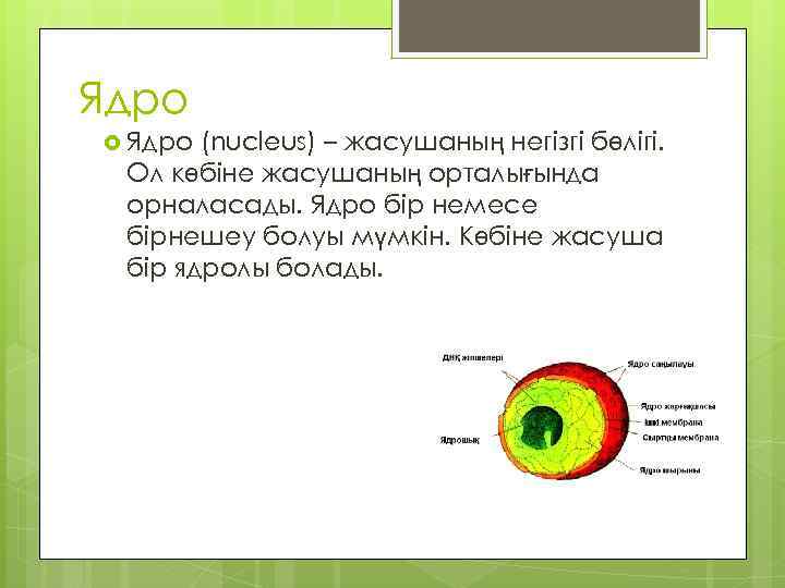 Ядро (nucleus) – жасушаның негізгі бөлігі. Ол көбіне жасушаның орталығында орналасады. Ядро бір немесе