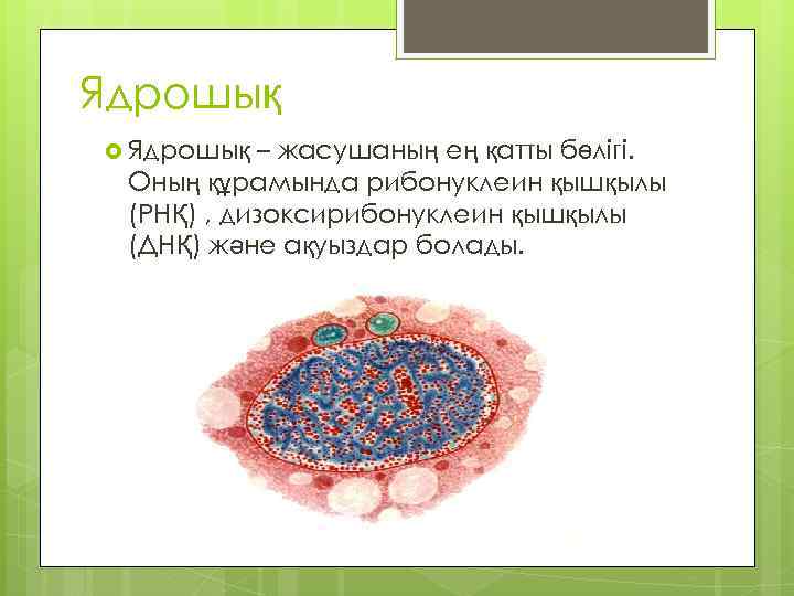 Ядрошық – жасушаның ең қатты бөлігі. Оның құрамында рибонуклеин қышқылы (РНҚ) , дизоксирибонуклеин қышқылы
