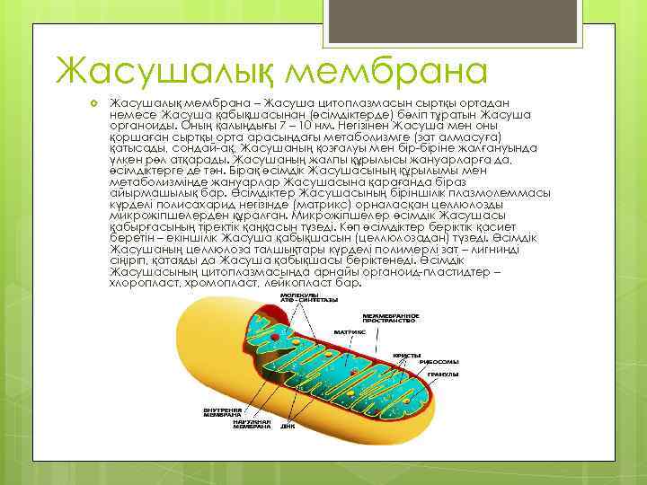 Жасушалық мембрана – Жасуша цитоплазмасын сыртқы ортадан немесе Жасуша қабықшасынан (өсімдіктерде) бөліп тұратын Жасуша