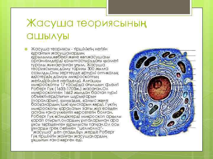 Жасуша теориясының ашылуы Жасуша теориясы - тіршіліктің негізін құрайтын жасушалардың құрылымы, көбеюі және көпжасушалы