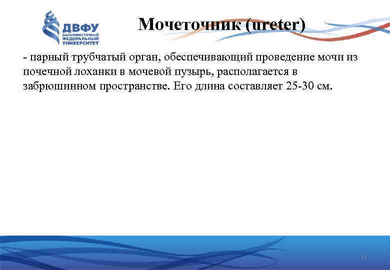 Мочеточник (ureter) - парный трубчатый орган, обеспечивающий проведение мочи из почечной лоханки в мочевой