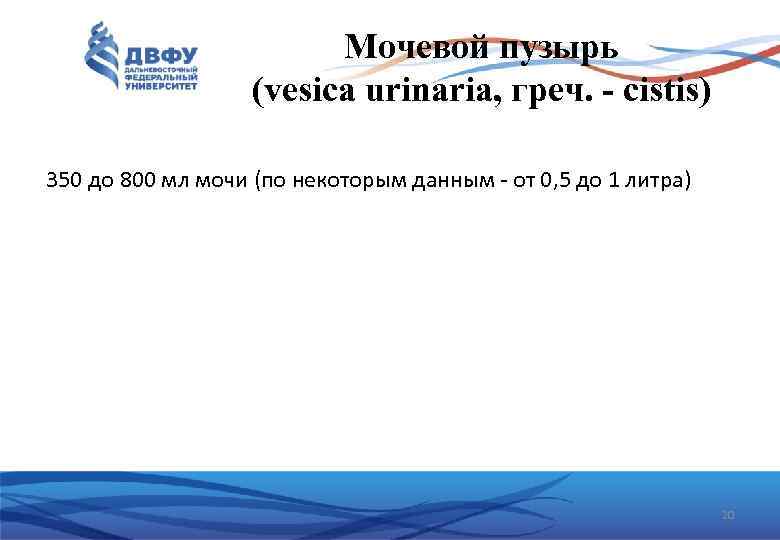 Мочевой пузырь (vesica urinaria, греч. cistis) 350 до 800 мл мочи (по некоторым данным