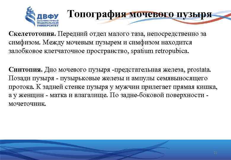 Топография мочевого пузыря Скелетотопия. Передний отдел малого таза, непосредственно за симфизом. Между мочевым пузырем