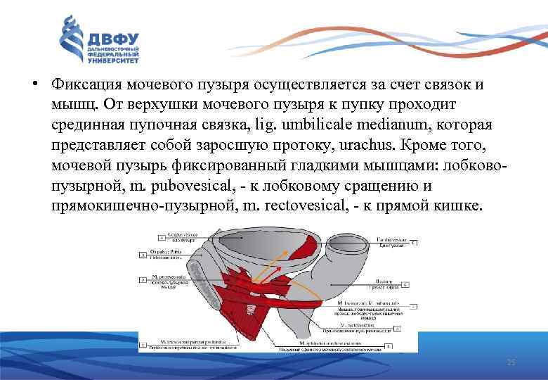  • Фиксация мочевого пузыря осуществляется за счет связок и мышц. От верхушки мочевого