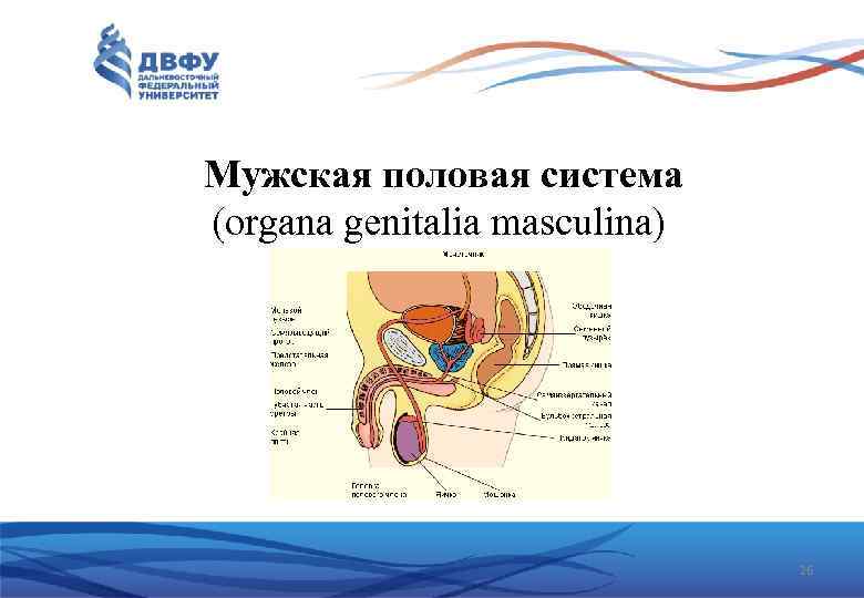 Мужская половая система (organa genitalia masculina) 26 