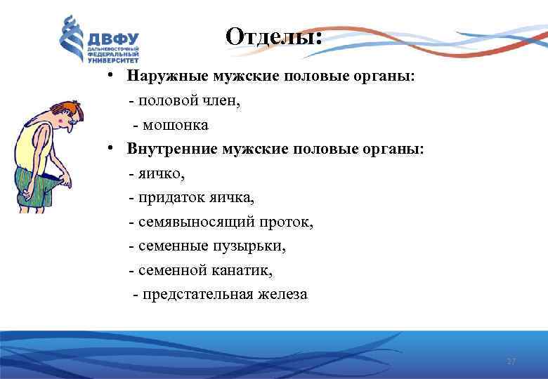 Отделы: • Наружные мужские половые органы: - половой член, - мошонка • Внутренние мужские