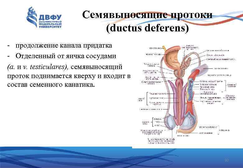 Семявыносящие протоки (ductus deferens) - продолжение канала придатка - Отделенный от яичка сосудами (а.