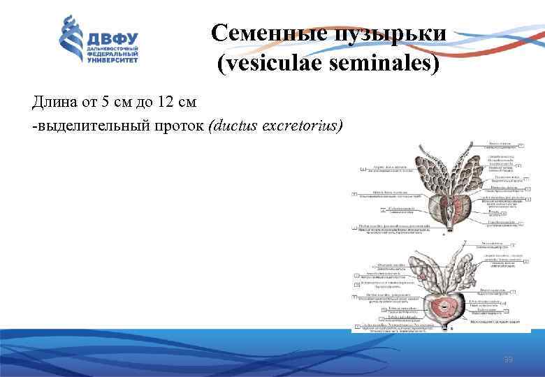 Семенные пузырьки (vesiculae seminales) Длина от 5 см до 12 см -выделительный проток (ductus