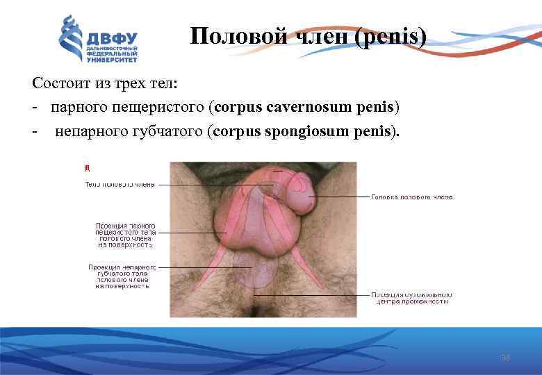 Половой член (penis) Состоит из трех тел: - парного пещеристого (corpus cavernosum penis) -