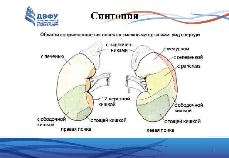 Латеральная ножка надпочечника. Синтопия почек схема. Топография почки анатомия.