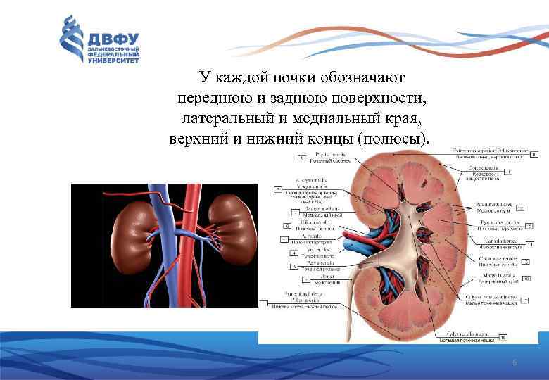 У каждой почки обозначают переднюю и заднюю поверхности, латеральный и медиальный края, верхний и