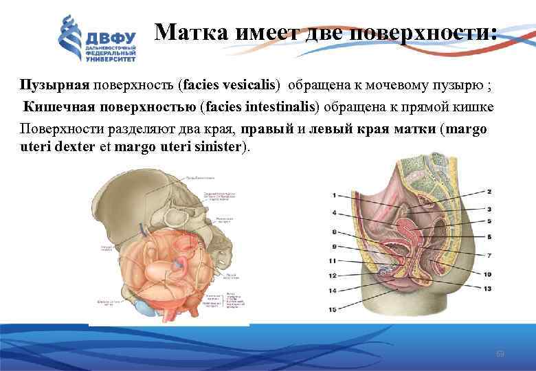 Матка имеет две поверхности: Пузырная поверхность (facies vesicalis) обращена к мочевому пузырю ; Кишечная