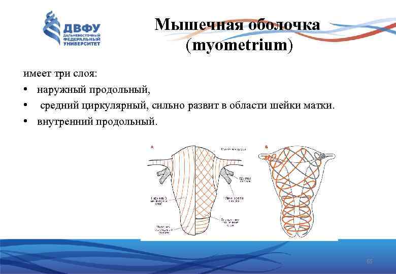 Мышечная оболочка (myometrium) имеет три слоя: • наружный продольный, • средний циркулярный, сильно развит