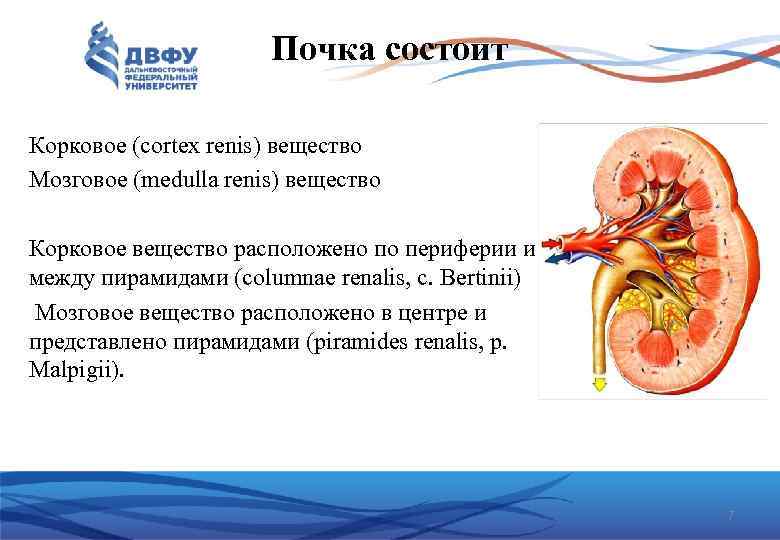 Почка состоит Корковое (cortex renis) вещество Мозговое (medulla renis) вещество Корковое вещество расположено по