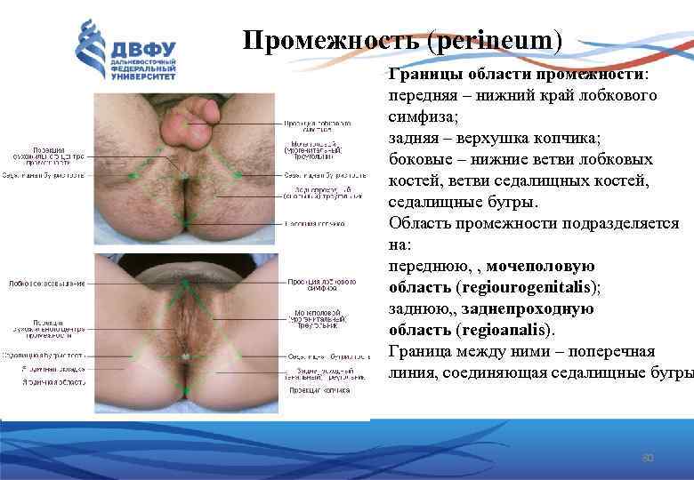 Промежность (perineum) Границы области промежности: передняя – нижний край лобкового симфиза; задняя – верхушка