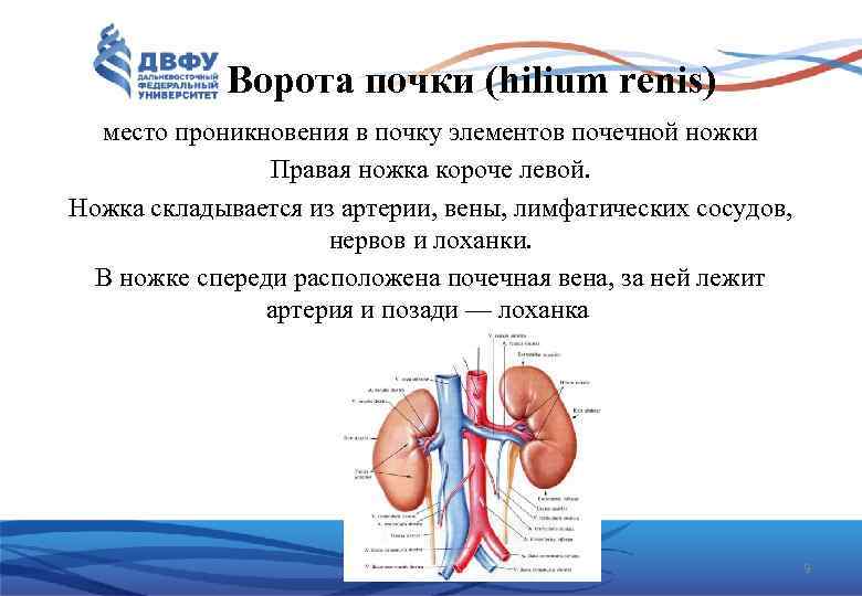 Ворота почки (hilium renis) место проникновения в почку элементов почечной ножки Правая ножка короче