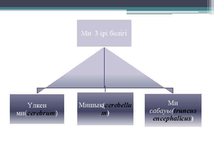 Ми 3 ірі бөлігі Үлкен ми(cerebrum) Мишық(cerebellu m) Ми сабауы(truncus encephalicus) 