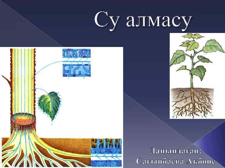 Зат алмасу презентация