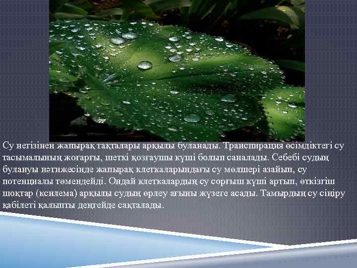 Су негізінен жапырақ тақталары арқылы буланады. Транспирация өсімдіктегі су тасымалының жоғарғы, шеткі қозғаушы күші