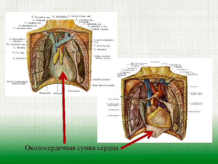 Околосердечная сумка сердца 