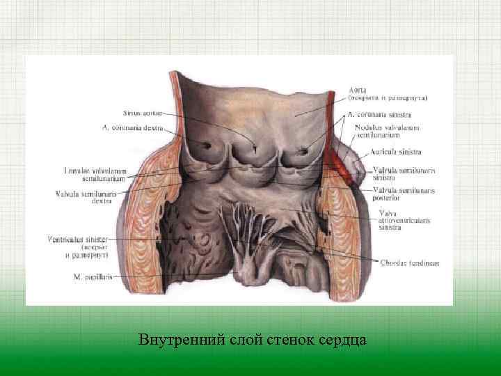 Внутренний слой стенок сердца 