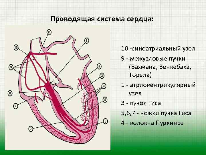 Проводящая система рисунок