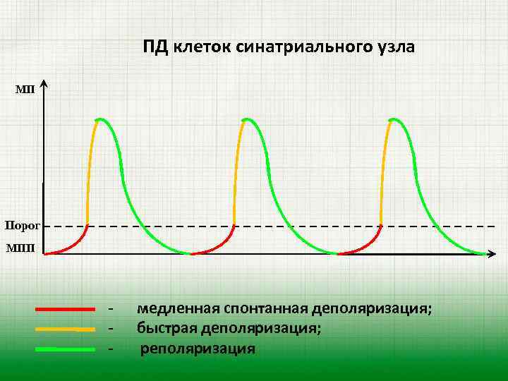  ПД клеток синатриального узла МП Порог МПП - медленная спонтанная деполяризация; быстрая деполяризация;