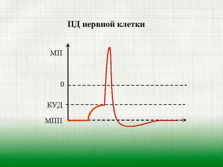ПД нервной клетки МП 0 КУД МПП 