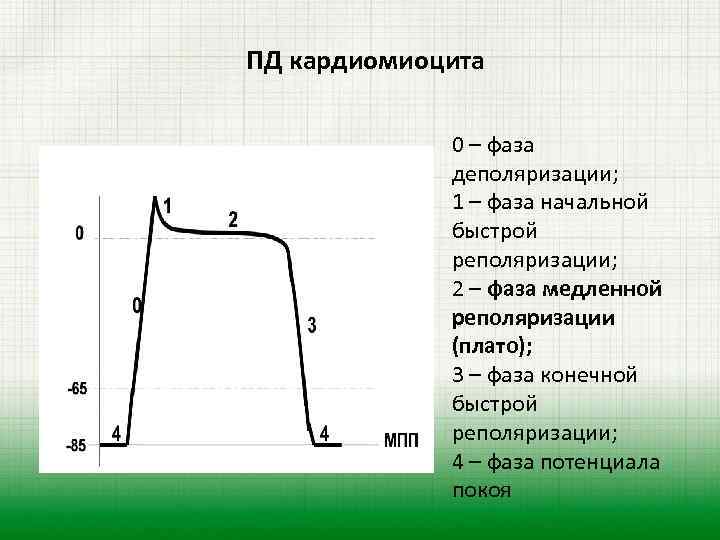 Потенциал покоя кардиомиоцитов