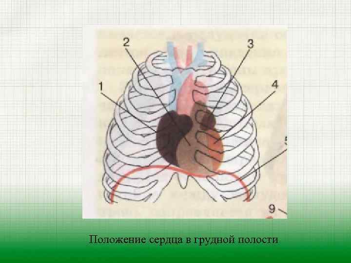 Рисунки грудной полости