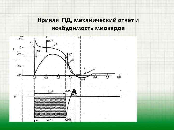 Кривая ПД, механический ответ и возбудимость миокарда 