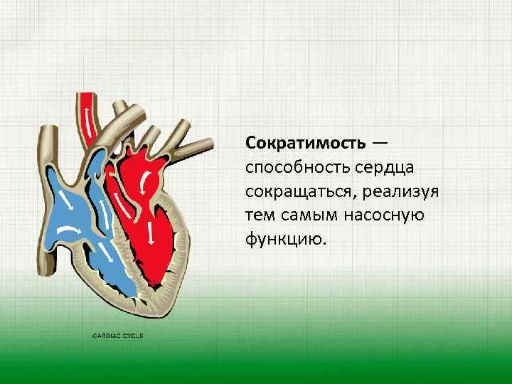 Сократимость — способность сердца сокращаться, реализуя тем самым насосную функцию. 