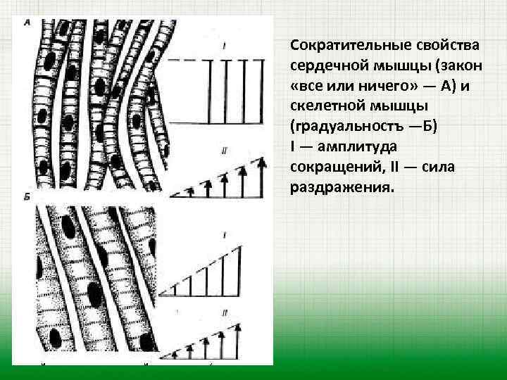 Презентация сократимость сердечной мышцы