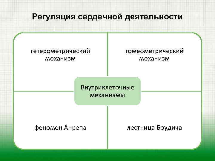 Регуляция сердечной деятельности гетерометрический механизм гомеометрический механизм Внутриклеточные механизмы феномен Анрепа лестница Боудича 