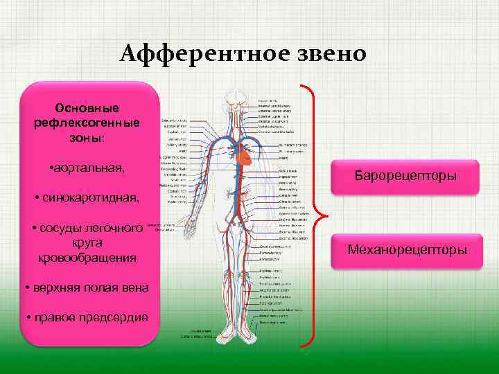 Афферентное звено Основные рефлексогенные зоны: • аортальная, Барорецепторы • синокаротидная, • сосуды легочного круга