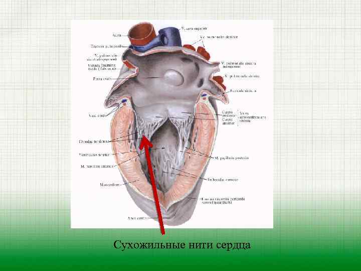 Сердечные струны геншин