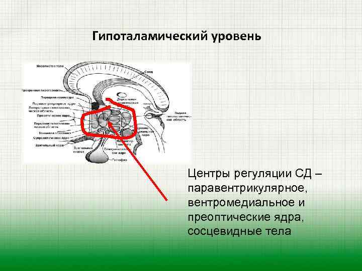 Центры регуляции. Гипоталамический уровень. Сосцевидные тела функции. Спинальные центры регуляции вегетативных функций. Гипоталамический центр.