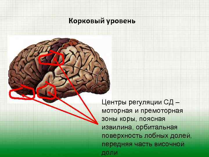 Корковый уровень Центры регуляции СД – моторная и премоторная зоны коры, поясная извилина, орбитальная