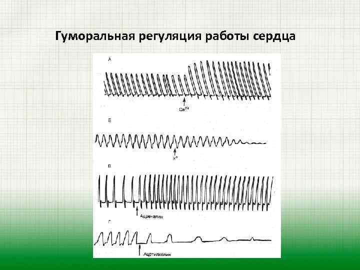 Гуморальная регуляция работы сердца 