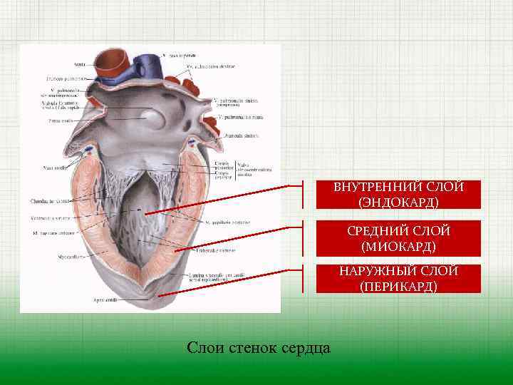 Наружный слой сердца