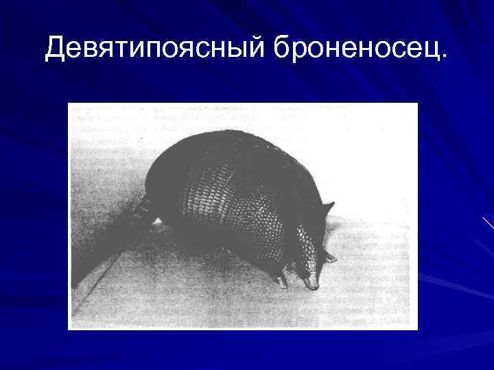 Девятипоясный броненосец. 