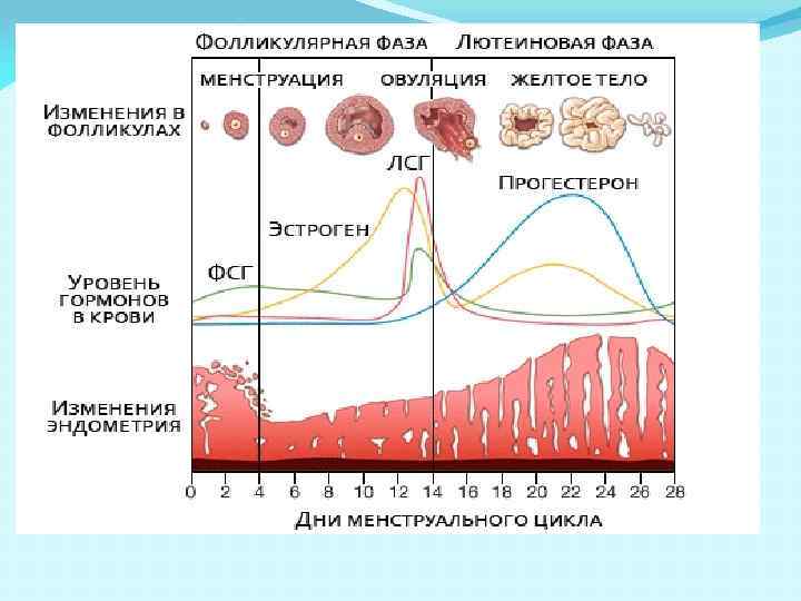 Лютеиновая фаза симптомы. Фазы менструационного цикла фолликулярная овуляторная лютеиновая.