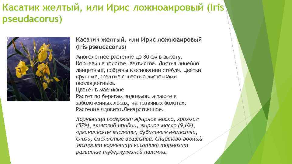Касатик желтый, или Ирис ложноаировый (Iris pseudacorus) Многолетнее растение до 80 см в высоту.