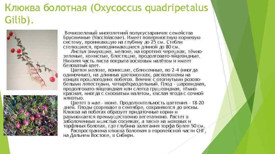 Клюква болотная (Oxycoccus quadripetalus Gilib). Вечнозеленый многолетний полукустарничек семейства Брусничные (Vacciniaceae). Имеет поверхностную корневую