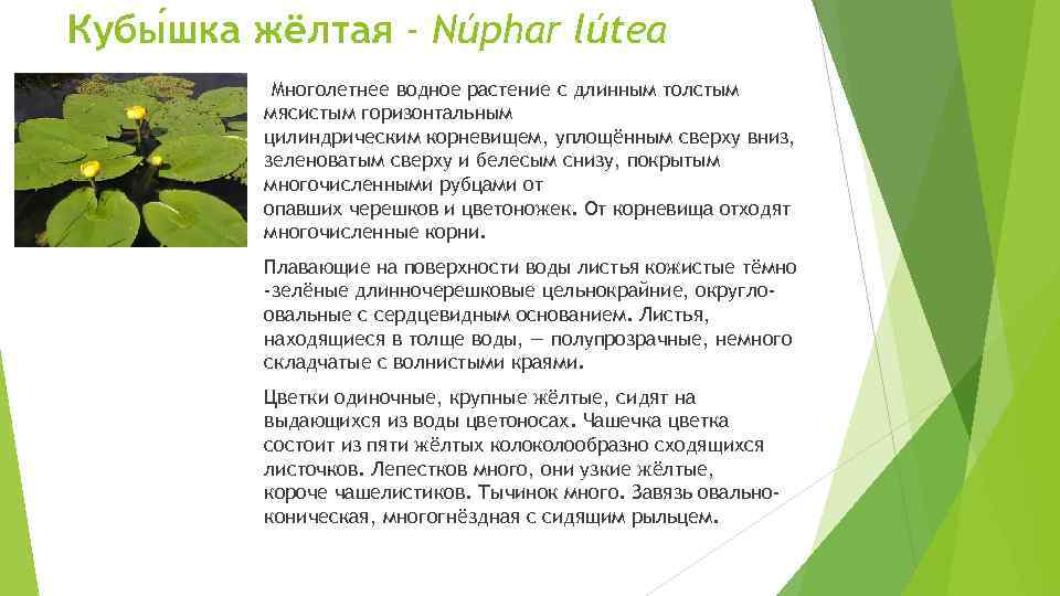 Кубы шка жёлтая - Núphar lútea Многолетнее водное растение с длинным толстым мясистым горизонтальным