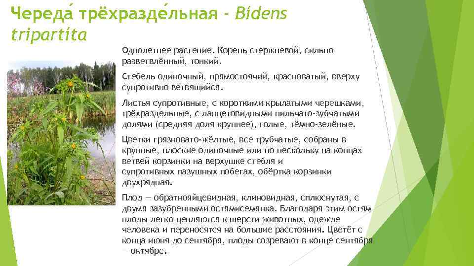 Череда трёхразде льная - Bídens tripartíta Однолетнее растение. Корень стержневой, сильно разветвлённый, тонкий. Стебель