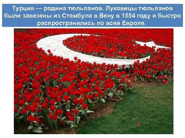 Турция — родина тюльпанов. Луковицы тюльпанов были завезены из Стамбула в Вену в 1554