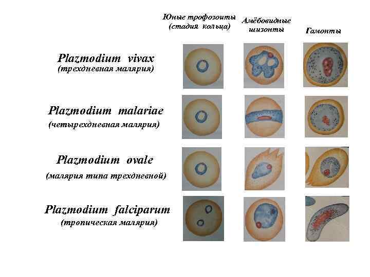 Юные трофозоиты Амёбовидные (стадия кольца) шизонты Plazmodium vivax (трехдневная малярия) Plazmodium malariae (четырехдневная малярия)