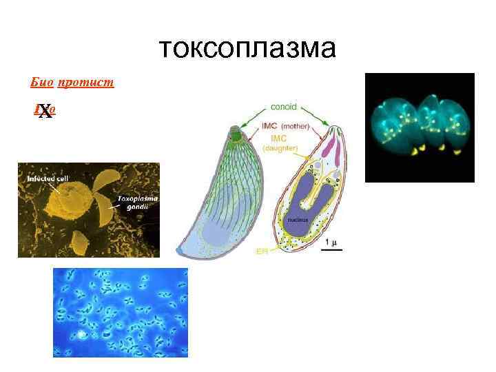 токсоплазма Био протист х Гео 